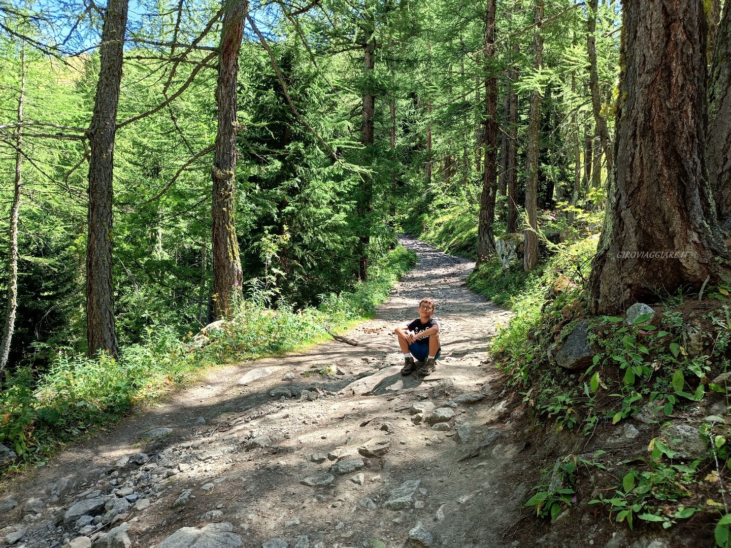 Il sentiero nel bosco